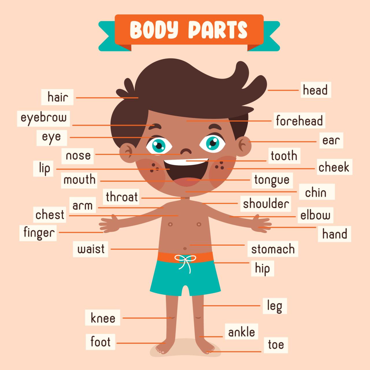 Cartoon Drawing Of Human Body Parts 13539461 Vector Art at Vecteezy Cartoon Drawing Of Human Body Parts 13539461 Vector Art at Vecteezy