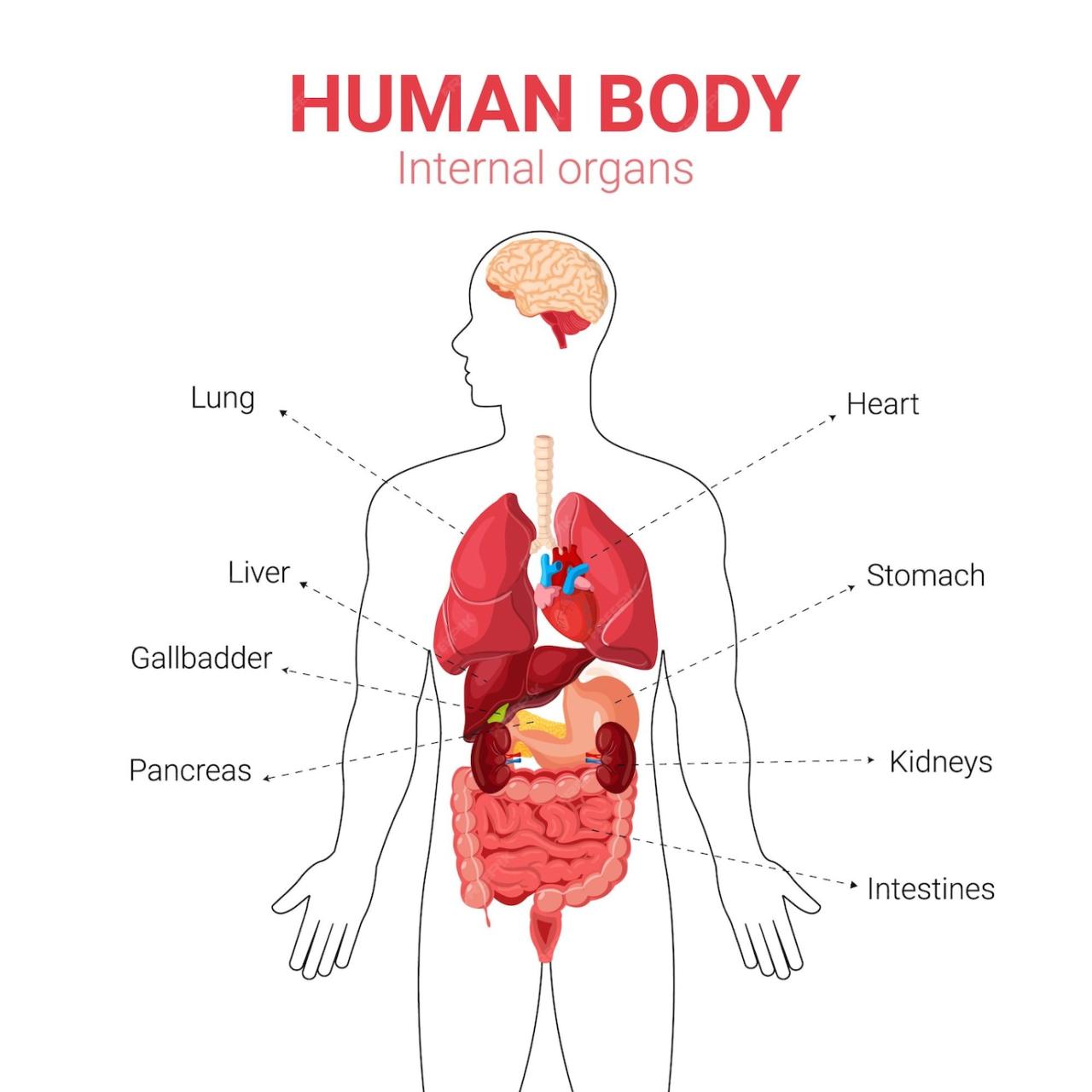 Premium Vector | Medical Education Chart of Biology for Human Body ... Premium Vector | Medical Education Chart of Biology for Human Body ...